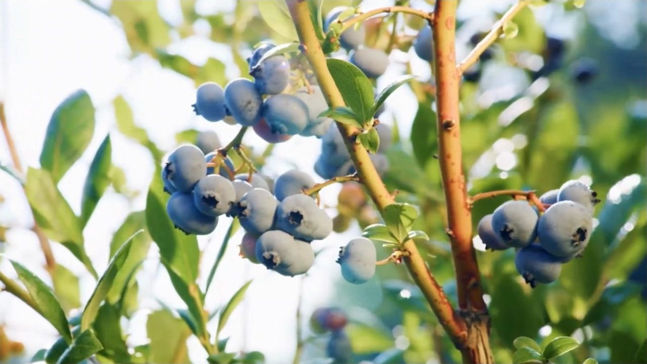 Blueberries ripening on the bush